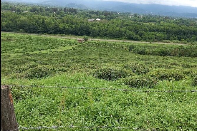 1,5 Hours Tea House and Tea Garden Trip in Ozurgeti Georgia - Price and Value: Why This One Can Be Worth It