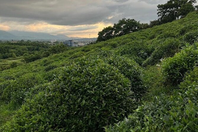 1,5 Hours Tea House and Tea Garden Trip in Ozurgeti Georgia - When You Should Go, and How to Plan Around Weather