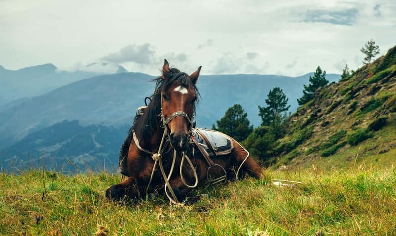 1 Day Horse Riding Adventure in Borjomi Mountains - Key highlights worth knowing