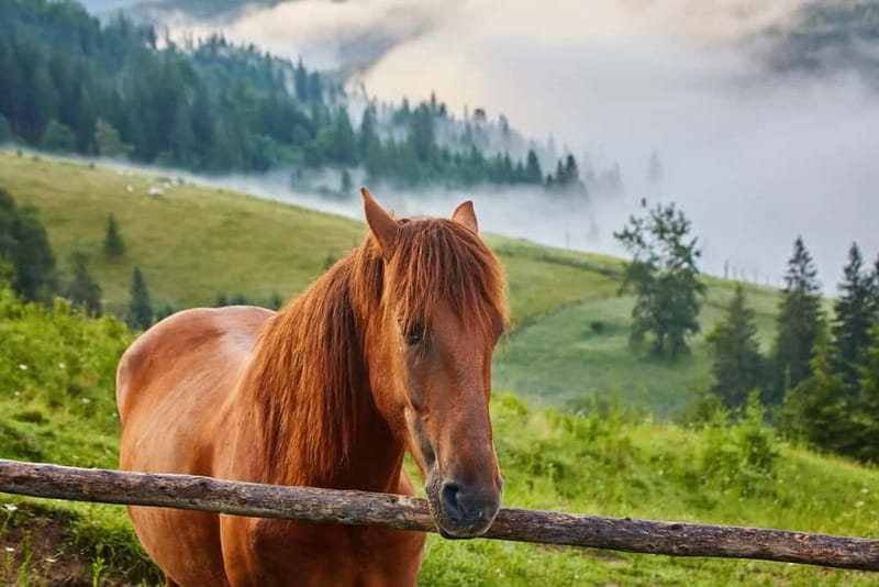1 Day Horse Riding Adventure in Borjomi Mountains - Entering Borjomi Kharagauli National Park: Forest Quiet and Mountain Views