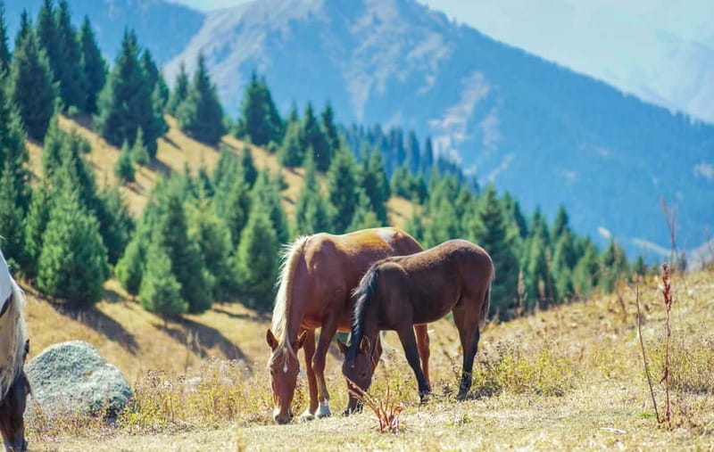 1 Day Horse Riding Adventure in Borjomi Mountains - Price and Value: Is $155 a Fair Deal?