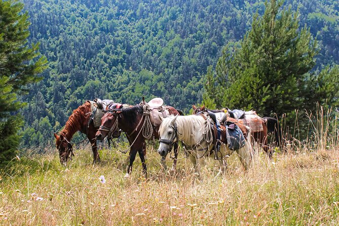 5-Day Horse Riding Tour in Caucasus - Key Highlights You Should Care About
