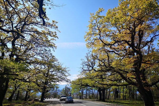 Amazing All inclusive Tour for 7 Days From Tbilisi - Day 3: Tetnuldi mountain area plus Martvili Canyon