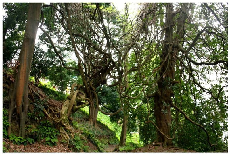 Batumi: Exploring Botanical Garden + Family Wine Tasting - Who this tour suits best in Adjara