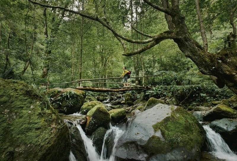 Batumi to Mtirala National park - Half day hiking group tour - A Forest That Feels Like a Rain Machine
