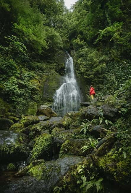 Batumi to Mtirala National park - Half day hiking group tour - Getting From Batumi to Mtirala in a Four-Hour Slot