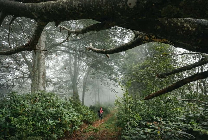 Batumi to Mtirala National park - Half day hiking group tour - What to Bring for a Steep, Humid Trail