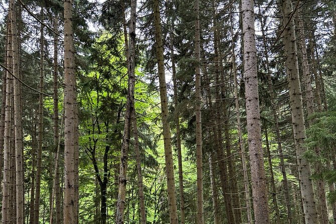 Borjomi Nature Wonderland Guided Tour from Tbilisi - Timotesubani Church and Its Frescoes