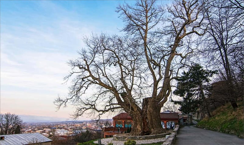 From Tbilisi: Bodbe, Sighnaghi and Telavi Day Trip - Bodbe Monastery of St. Nino: calm grounds and big meaning