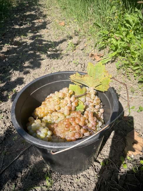 From Tbilisi: Kakheti Day Trip with Wine Tasting - Badiauri: Georgian bread and traditional cheese, where you taste everyday life
