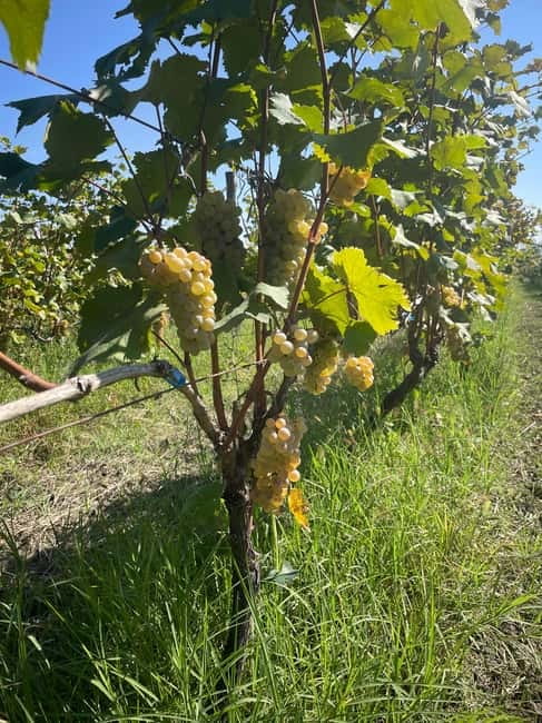 From Tbilisi: Kakheti Day Trip with Wine Tasting - Telavi: the day’s longest town stop and your chance to connect the dots