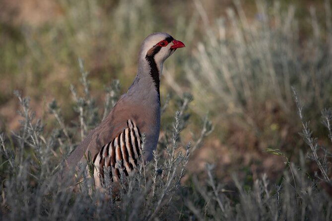 Full-day Private Wilderness tour in Vashlovani National Park - Bird-of-prey fields and the car-based photo strategy