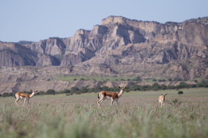 Full-day Private Wilderness tour in Vashlovani National Park - Rangers station, Pantishara gorge, and the art of spotting vultures