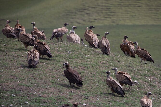 Full-day Private Wilderness tour in Vashlovani National Park - Eldari lowland gazelles: watch at a distance, learn the story