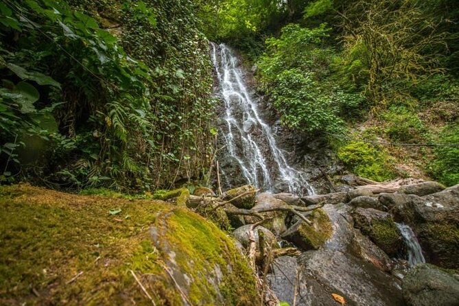 Full Day Tour from Batumi to Waterfalls - Adjarian Wine House: tasting, vineyards, and how to judge the stop