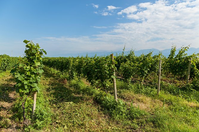 Highlights of Kakheti region-Signagi,Bodbe,Wine tasting(Private Tour) - Who should book this tour, and who should skip it