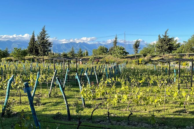 Kakheti.All inclusive Wine tour with family lunch - Key reasons this Kakheti day works
