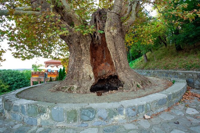 Kakheti's Cultural Tapestry with Wine, History & Charm Tour - Ujarma fortress ruins: a 5th-century stop with strong visual payoff