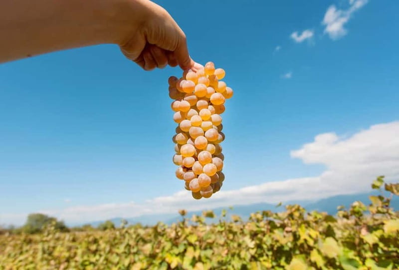 Kakheti Wine Tour - Explore the Art of Kvevri Winemaking - Key highlights you should care about