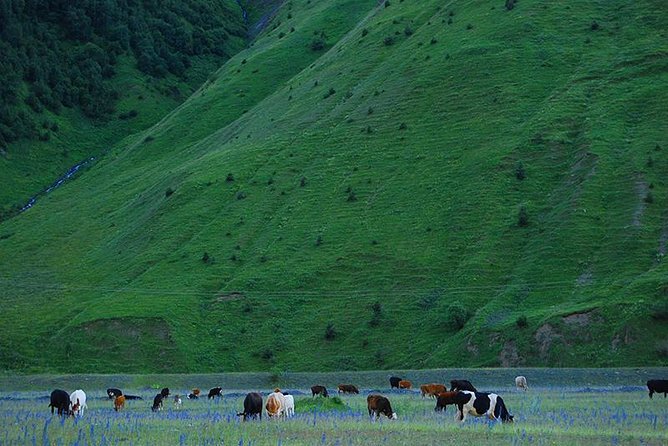 Kazbegi Adventure - Private Day Trip From Tbilisi with a Dinner + Masterclass - Why this Kazbegi day trip is worth your whole day
