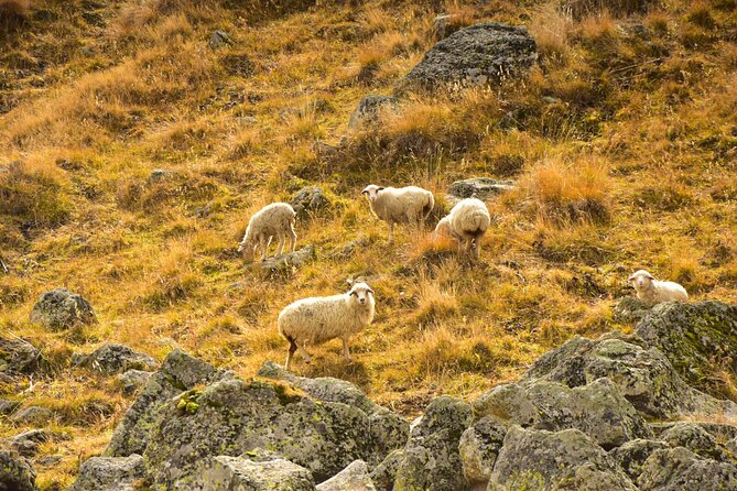 Kazbegi - One Day Trekking Private Tour to Angel Mountain 3096 m - The Core Plan: How the 10-Hour Day Really Works