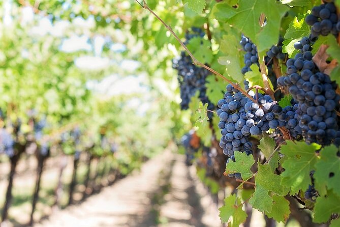 Private Day Trip to Kakheti Wine Region Including Wine Tasting - Getting the most from your guide, Nugo, and your tasting time