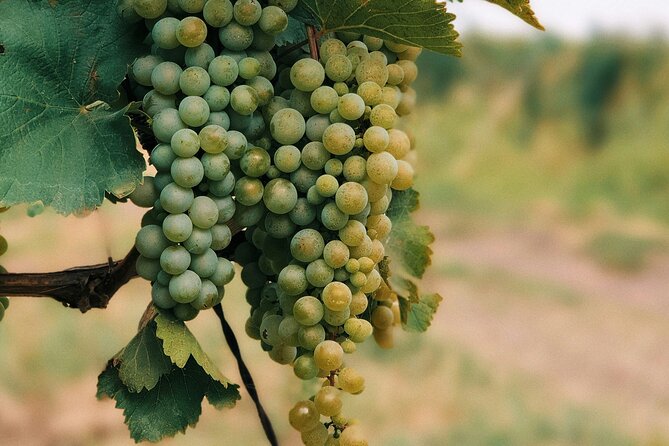 Private Day Trip to Kakheti Wine Region Including Wine Tasting - The winery visit and wine tasting flow, step by step