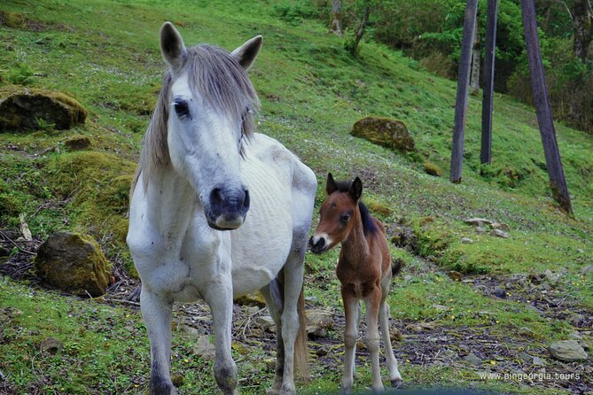 Private Hiking Tour to Mtirala National Park from Batumi - Pace and Weather: The Two Things You Actually Control