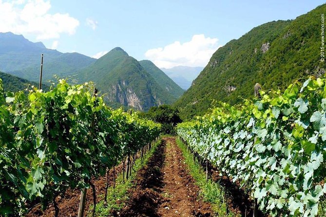 Private Tour to Mtskheta and Georgian Wine Tasting from Tbilisi - Stop 4: Samtavro Church, the family garden connection