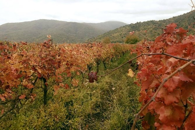Private Tour to Mtskheta and Georgian Wine Tasting from Tbilisi - Château Mukhrani: royal estate story and wine tasting with snacks
