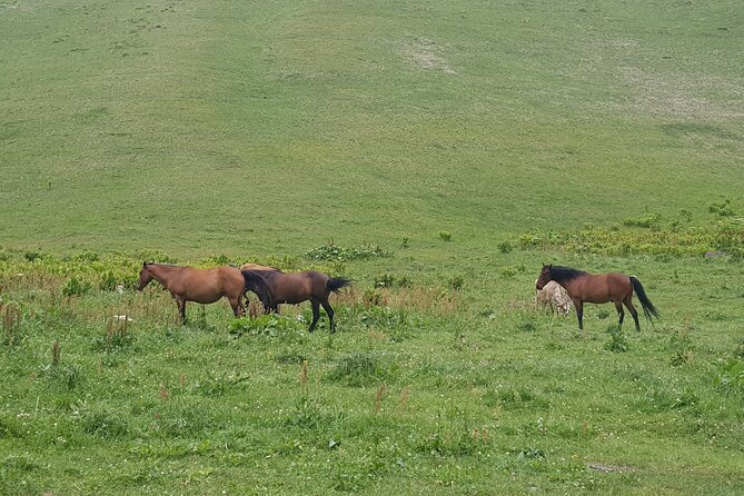 Private two days (one night) tour to Kazbegi and Juta with hikes - via Mtskheta. - Gveleti waterfalls and the Russian border stop: variety beyond the trails
