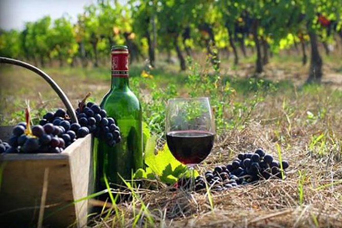 Private Wine Tour to Kakheti from Tbilisi - Stop 2, Shumi Winery: Tastings Plus Exhibits, Not Just a Room With Glasses