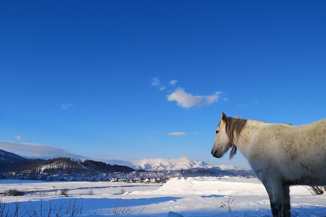 Ski & Snow Tour to Bakuriani from Kutaisi with Borjomi Stop - Timing, Travel Time, and Group Size Reality