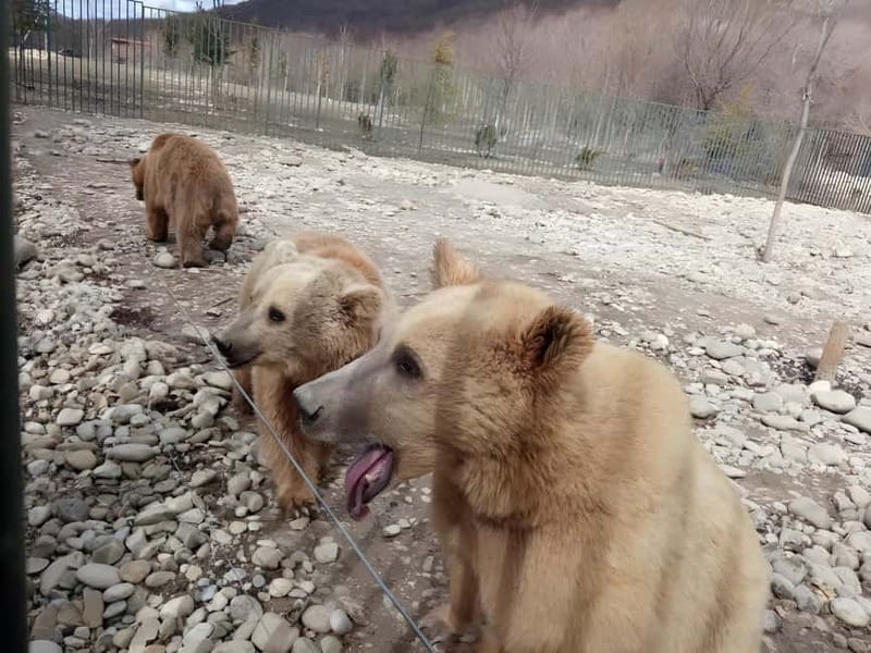 Spring in Tbilisi: Sabaduri, Jvari, Bears & Chronicle - Sabaduri forest walk: spring air, winter leftovers, and a real sense of place