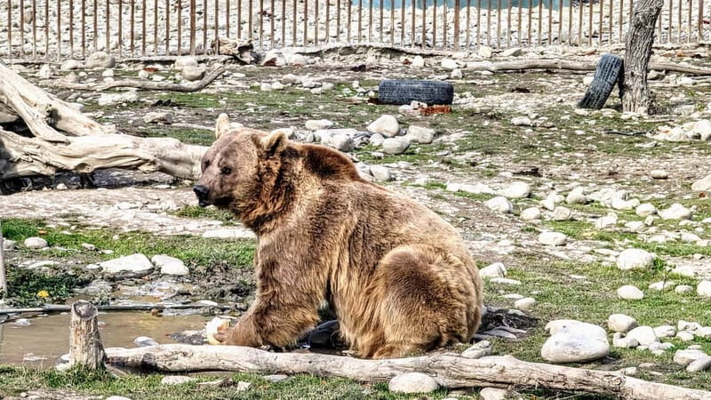 Spring in Tbilisi: Sabaduri, Jvari, Bears & Chronicle - Jvari Monastery: UNESCO views at the river meeting point