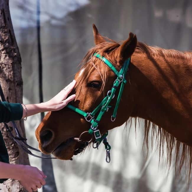 Tbilisi: Kakheti Horse Riding, Wine Tasting, and Cooking … - A Kakheti day from Tbilisi that stays fun, not rushed