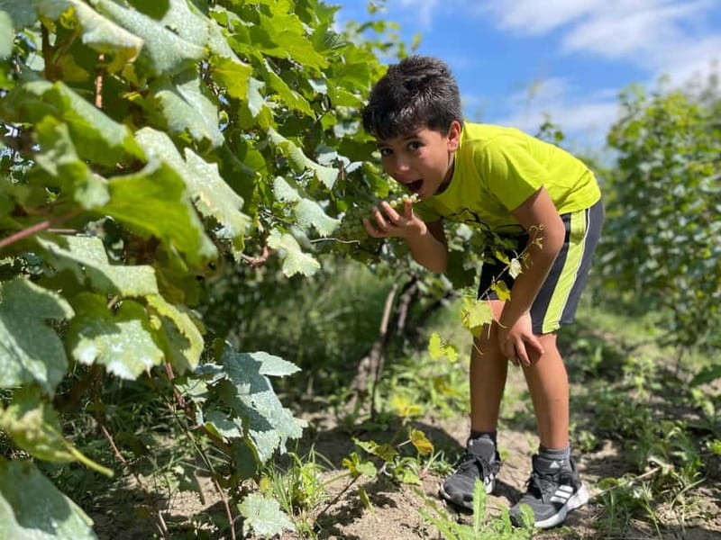 Tbilisi: Kakheti Private Wine Tour with Family Lunch - Price and Logistics: What $222 Gets You