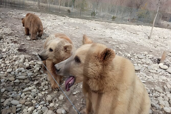 Tbilisi: Sabaduri Forest, Georgian Stonehenge & Bear Sanctuary - Key highlights to notice before you go