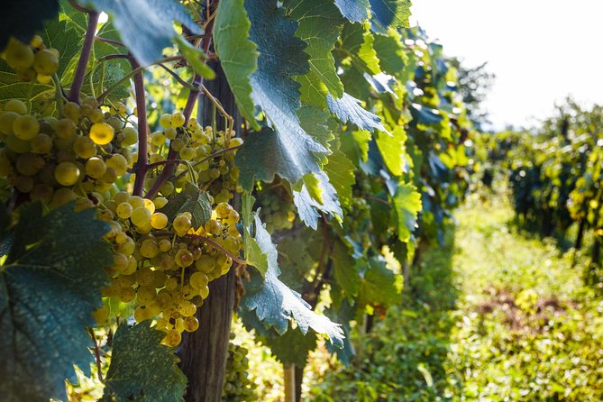 WINE & DINE Tour from Kutaisi - Price and Value: Is $59.41 Worth It?