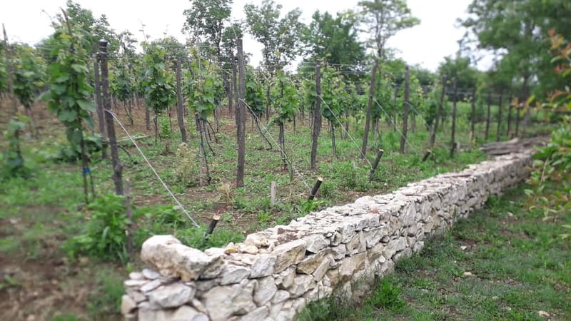 Wine Tour by Winemaker - From Kutaisi to Nikoladze WineHouse: the quick countryside reset